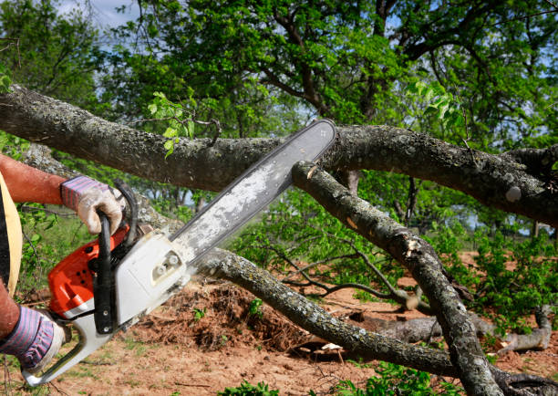 Emergency Storm Tree Removal in Spanish Fork, UT